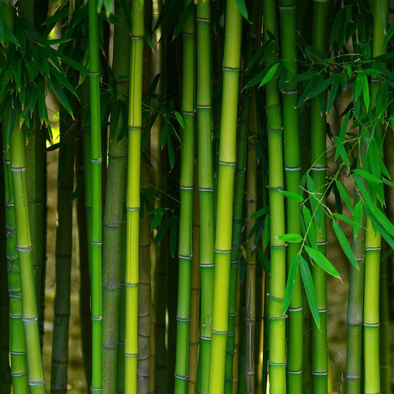 Bamboo from Carpet Studio & Design Inc. in Los Angeles, CA